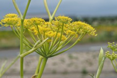 venkel#(20250628)a flora