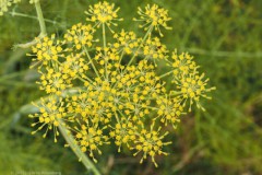 venkel#(20250628)b flora