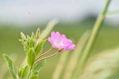 wilgenroosje#(20250628) flora