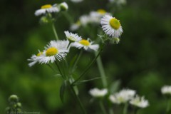 zomerfijnstraal#(20260629) bloemen