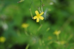 muursla#(20260629) flora