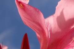 oleander#(20140631) flora