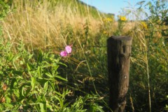 harig wilgenroosje#(20260701)