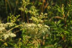 moerasspirea#(502607001)