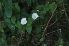 haagwinde#(20260701) flora
