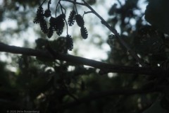 zwarte els#(20260701) flora