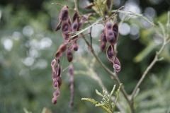 peulen#(20180704) flora