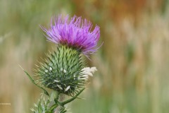 distel#(20250708) flora