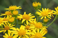 jacobskruiskruid#(20250708) flora