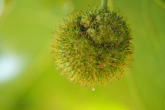 plataan#(20180709) flora