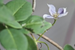 clematis#(20250712) flora