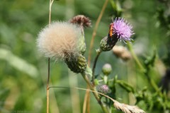 distel#(20260713)
