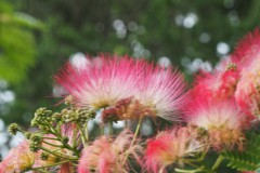 zijdeboom#(20250714)a flora