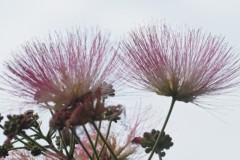 zijdeboom#(20250714)b flora