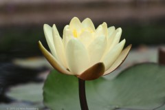 waterlelie#(20250714) flora