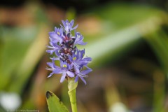 hyacint#(20250714) flora