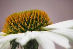 zonnehoed#(20190715) flora