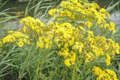 jacobskruiskruid#(20260718) flora