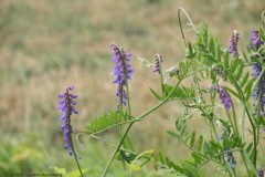 wikke#(20260718) flora