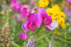 lathyrus#(20260718) flora