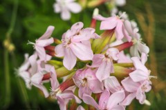 zeepkruid#(20260718) flora