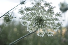 peen#(20260720) flora