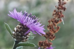 knoopkruid#(20260720) flora