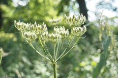 berenklauw#(20260720)a flora