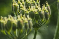 berenklauw#(20260720)b flora