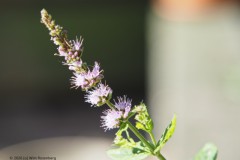 munt#(20260725) flora