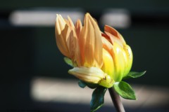 dahlia#(20260807) flora
