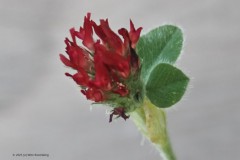 klaver#(20250809) flora