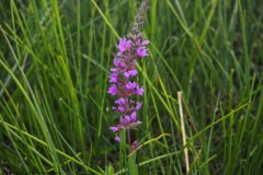 kattenstaart#(20260810) flora