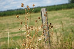 kamille#(20260810) flora