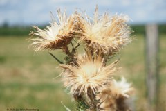 distel#(20260810) flora