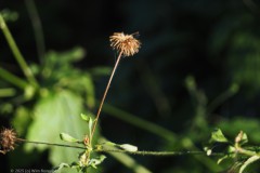 geel nagekruid#(20250811) flora