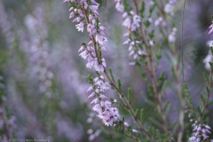 heide#(20250811) flora