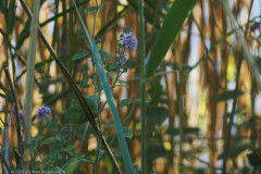 watermunt#(20250811) flora