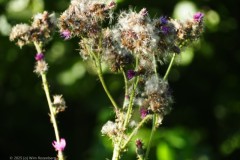 distel#(20250811) flora