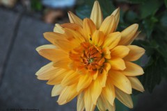 dahlia#(20260812) flora
