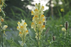 vlasbekje#(20250814) flora