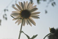 margriet#(20250814) flora
