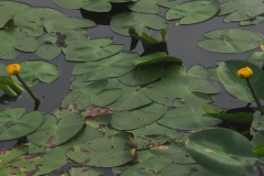 gele plomp#(20250814) flora