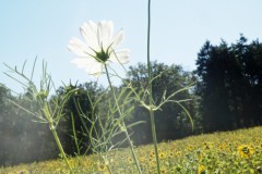 cosmos#(20250819) flora