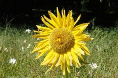 zonnebloem#(20250819)a flora