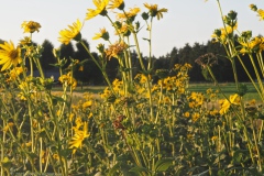 zonnebloem#(20250819)c flora