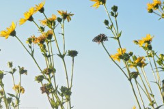 zonnebloem#(20250819)b flora