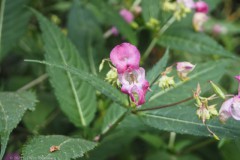 balsemien#(20250820) flora