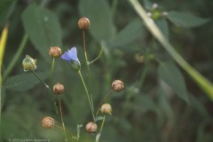 vlas#(20250820) flora