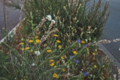 grijskruid#(20250820) flora